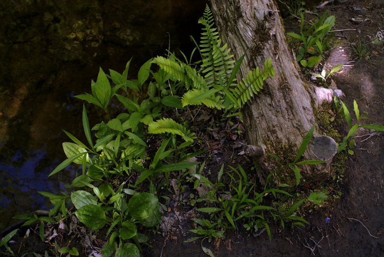 OptimizedBlog_DSC0043